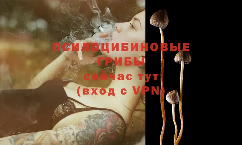 Галлюциногенные грибы Cubensis  Киреевск 